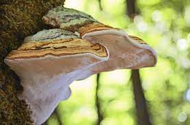 Das liegt hauptsächlich daran, das einige länder zu wenige oder ganze keine sequenzierungen bei erkannten. Pilze In Der Industrie Aus Erdol Mach Pilz Wissen Stuttgarter Zeitung