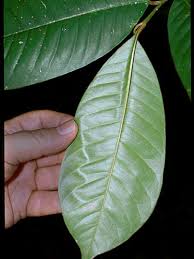 Image result for Chrysophyllum