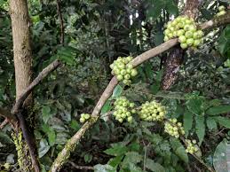 Image result for Memecylon sp. D