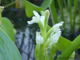 Image result for Heteranthera callifolia