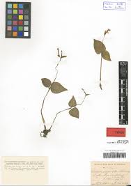 Image result for Disperis virginalis