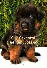 Я а Q не Овчарка!... утибоземой...