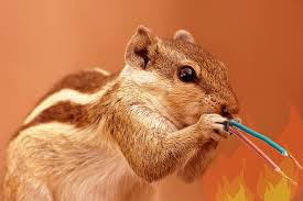 Catching a squirrel is really the only way to get rid of squirrels in your attic, once they have chewed holes. 6 Signs You May Have Squirrels In Your Attic Or Roof Any Pest