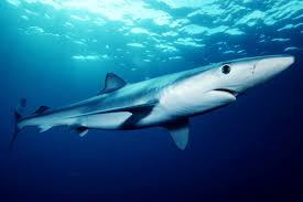 blue shark wikipedia