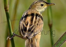Gading martin langsung lakukan hal ini. Macam Macam Ciblek Prenjak Yang Ada Di Indonesia