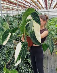 Image result for Monodora minor