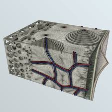 There are trabeculae in spongy bone which gives its sponge like appearance. Realistic Human Bone Cross Section 3d Model 79 Unknown Obj Ma Max Fbx Free3d