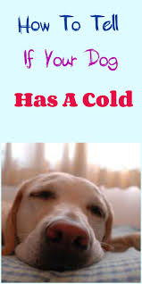 How To Tell If Your Dog Has A Cold Dog Cold Symptoms Dog Cold Puppy Cold