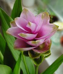 Hanno la forma di stelle a 5 petali allungati e sorgono in cima a lunghi fusti cilindrici. Curcuma Alismatifolia Consigli Coltivazione E Cura Del Tulipano Del Siam