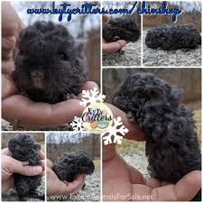 I don't care how this became a thing, just that it did. Locken Chinchilla Curly Coated We Ship Finance For Sale