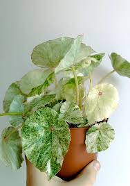 Image result for Begonia clypeifolia
