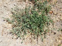 Image result for Polygonum aviculare