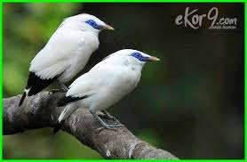 Check spelling or type a new query. 20 Flora Dan Fauna Langka Asli Indonesia Beserta Penjelasannya Ekor9 Com Ekor9 Com