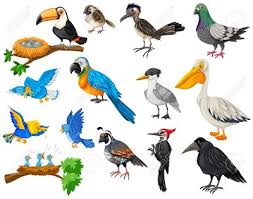 Birds are a monophyletic lineage, evolved once from a common ancestor, and all birds are related through that common origin. Aves Animales Vertebrados Aguirre