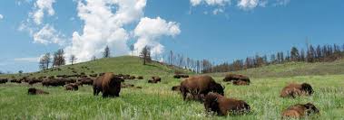 Maybe you would like to learn more about one of these? The Complete Guide To Camping In Custer State Park Tmbtent