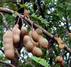 Pin On Fruits