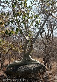 Image result for Ficus glumosa