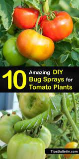 Sep 21, 2017 · spray your tomato plants with your homemade insecticidal soap. 10 Amazing Diy Bug Sprays For Tomato Plants