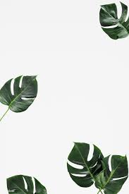 Download Premium Psd Of Split Leaf Philodendron On White Background 556034 Palmovyj Print Zelenye Fony Tropicheskie Oboi