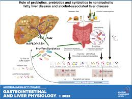Probiotics, prebiotics, and synbiotics in nonalcoholic fatty liver disease  and alcohol-associated liver disease | American Journal of  Physiology-Gastrointestinal and Liver Physiology