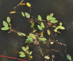 Image result for Potamogeton nodosus