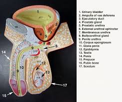 Drugs, environmental factors, genetics, age, and disease can affect how these structures function, for example, sexual function and libido, enlarged prostate, urinary tract infections, and prostate cancer. Labeled Male Anatomy Model Google Search Human Body Systems Reproductive System Body Systems