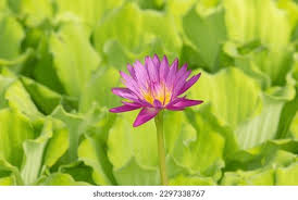 Image result for Nymphaeaceae