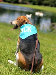We did not find results for: Puppy Training Camp Denver Bmo Show