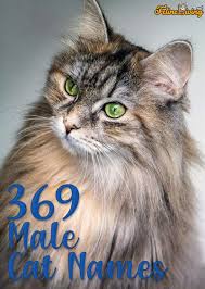 What makes for a popular cat name? Male Cat Names 369 Best Powerful Names