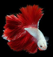 25+ inspirasi keren lukisan ikan cupang keren. Lukisan Ikan Cupang Hitam Putih Cikimm Com