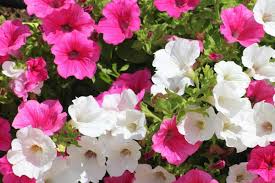 Check spelling or type a new query. Petunias How To Plant Grow And Care For Petunias The Old Farmer S Almanac