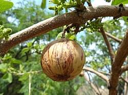 Image result for Rytigynia sp. C