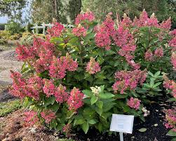 Image result for Flabellaria paniculata