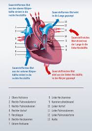 Führt die entzündung des herzmuskels zu einer verringerung der pumpfunktion, können auch symptome einer herzinsuffizienz auftreten, wie zum beispiel geschwollene beine und. Rechtsherzinsuffizienz Was Ist Das Ratgeber Herzinsuffizienz