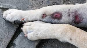This inflammatory response is called allergic dermatitis, and it occurs when your immune system reacts to direct contact with a pet you're allergic to. What To Do If Your Dog Has A Hot Spot Small Door Veterinary