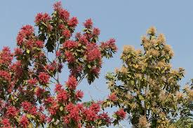 Image result for Triplaris