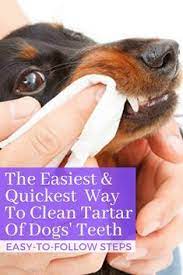 Pin On Dog Care