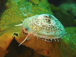 Albuesnegl Limpet Fish Pet Fish