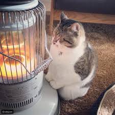 صور لقط يحمي نفسه من البرد بهذه الطريقة المضحكة رائج
