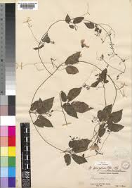 Image result for Momordica anigosantha