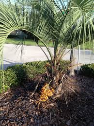 Pindo Palm 40acrewoods Types Of Soil Palm Trees Plants