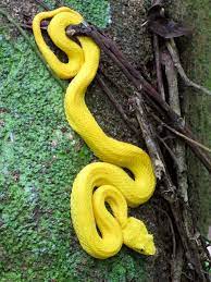 Eyelash Viper Snake Yellow Snake Beautiful Snakes