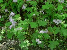 Image result for Hydrophyllaceae