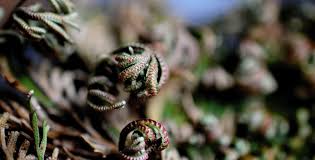 Any of various small plants which curl up when dry and spread their branches or become green again when watered, including several lycopods. How To Care For A Resurrection Plant Selaginella Lepidophylla Indoor Home Garden