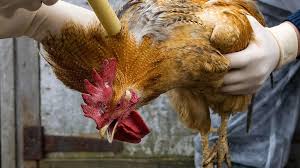 Maybe you would like to learn more about one of these? Taking Care Of Your Chicken Flock