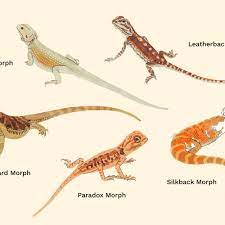 11 Types Of Bearded Dragon Morphs