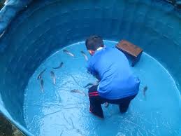 0812 6660 1996 Simpati Jual Kolam Terpal Di Sidoarjo Jual Kolam Terpal Bundar Surabaya 2017