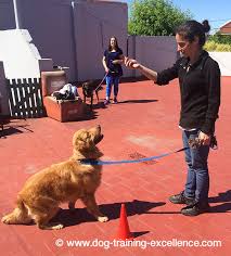 Young puppies are full of energy. Best Golden Retriever Training Guide