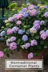 6 Plants You Can Surprisingly Grow In Pots Container Plants Plants Flower Pots