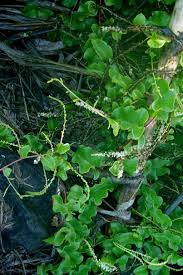 Image result for Anredera